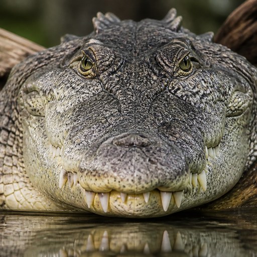 Crocodile