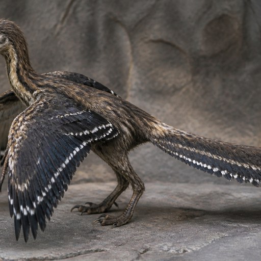 Archaeopteryx