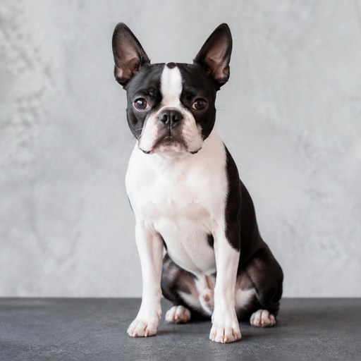 Boston Terrier