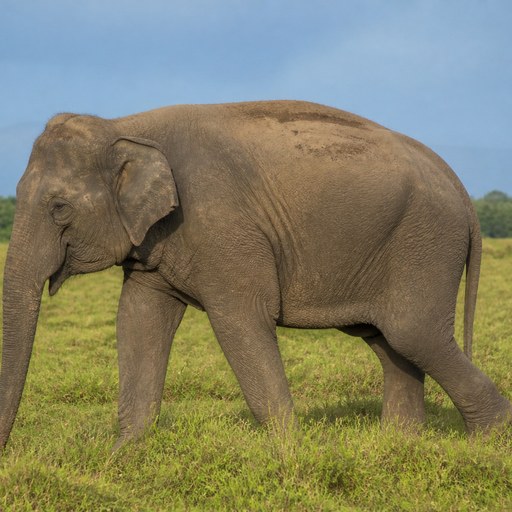 Elephant