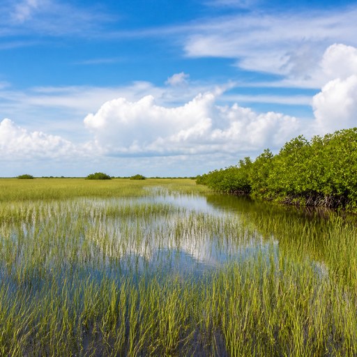 Everglades